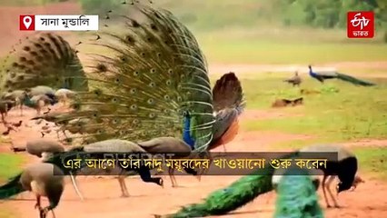 যুবকের এক ডাকে হাজির শতাধিক ময়ূর ! 'মায়াবী' দৃশ্যের টানে ভিড় পর্যটকদের