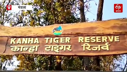 गर्मी की तपिश से जानवर भी बेहाल, मंडला में चिल्ड वाटर की घूंट पी रहे टाइगर