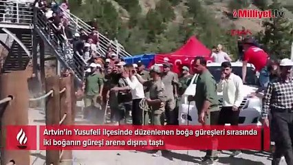 Burası İspanya değil Artvin! Boğaların güreşi arenanın dışına taşınca olanlar oldu