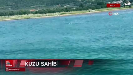 Balıkesir'de denizde sürüklenen kuzuyu Sahil Güvenlik kurtardı