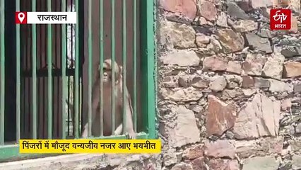 सज्जनगढ़ बायोलॉजिकल पार्क में लगी आग, कड़ी मशक्कत के बाद पाया काबू