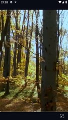 Persiguiendo a Mi Pareja No Deseada ShortMax ES