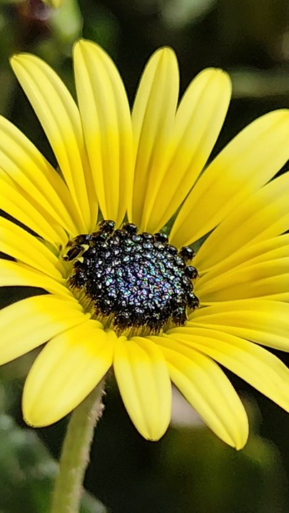 Yellow flower 🌼