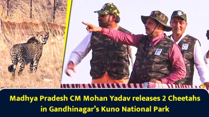 Madhya Pradesh CM Mohan Yadav releases 2 Cheetahs in Gandhinagar’s Kuno National Park