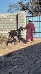 Amritsari Beetal Goat – A Premium Choice for Enthusiasts