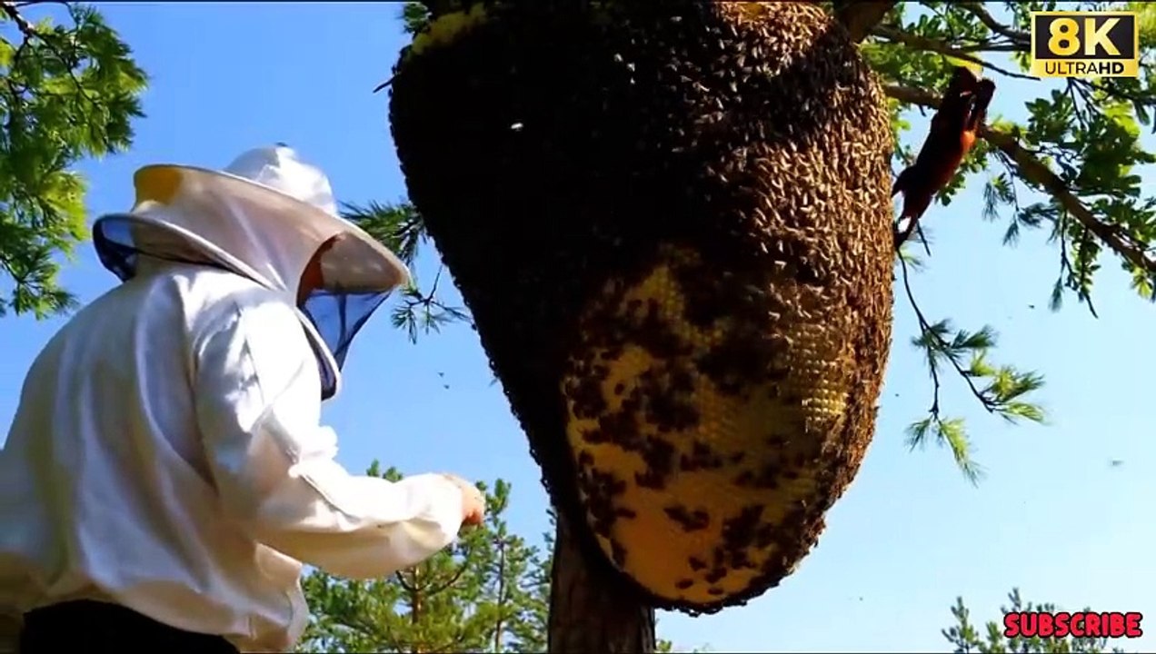 Risking_their_lives_to_harvest_giant_beehives_on_dangerous_high_tree_branches