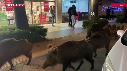Kuşadası merkezinde domuz sürüsü görüntülendi