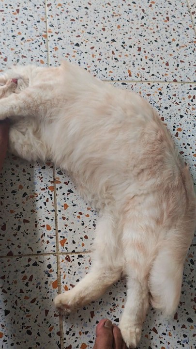 tsunami cat😸