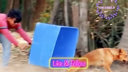 Hilarious Animal Pranks That’ll Leave You in Tears – Funny Pets Compilation