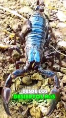 10 CURIOSIDADES SOBRE LOS ESCORPIONES