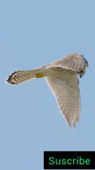All video about birds life and hunting birds etc