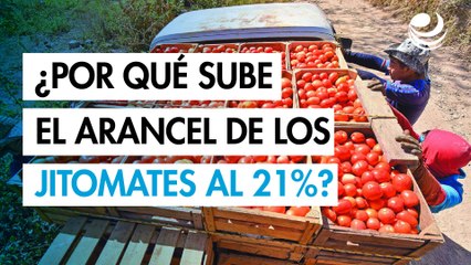 Trump pone el ojo en el jitomate mexicano: ¿por qué sube el arancel al 21%?