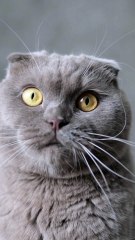 Les chats les plus adorables : compilation de moments mignons qui fondront votre cœur 🐱❤️ #ChatsAdorables