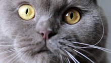Les chats les plus adorables : compilation de moments mignons qui fondront votre cœur 🐱❤️ #ChatsAdorables