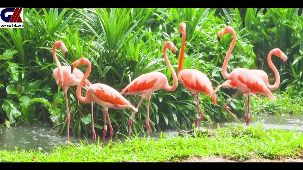 ANIMAL SOUNDS
