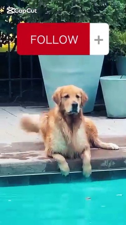 Goldenretriver  funny video
