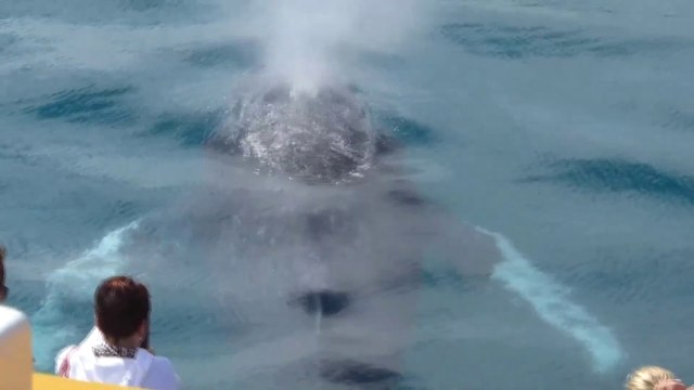 Hervey Bay Humpback Whales Music Video