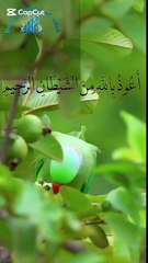 Surah Al Lahab / Masad Recitation of Quran  Para no30