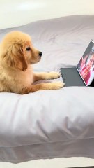 Dog vs cat so funny#video #funnypets#animals #funnyanim#give you happiness