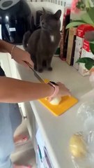 Dog vs cat so funny#video #funnypets#animals #funnyanim#give you happiness