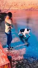 Dog vs cat so funny#video #funnypets#animals #funnyanim#give you happiness