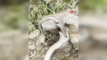 Hakkari'de yılan, bir başka yılanı yerken görüntülendi