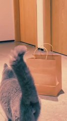 cat's behavior you lough