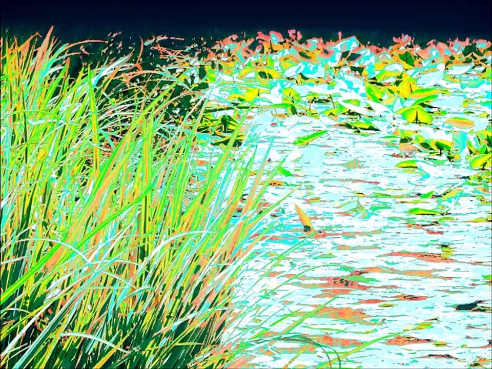 Nénuphars (montage artistique)