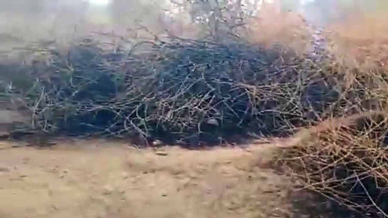 हमीरगढ़ इको पार्क में भभकी आग, दस हैक्टेयर जंगल...