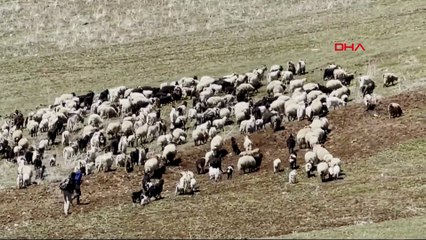 Köylüler 70 bin TL maaşa çoban bulamadı!
