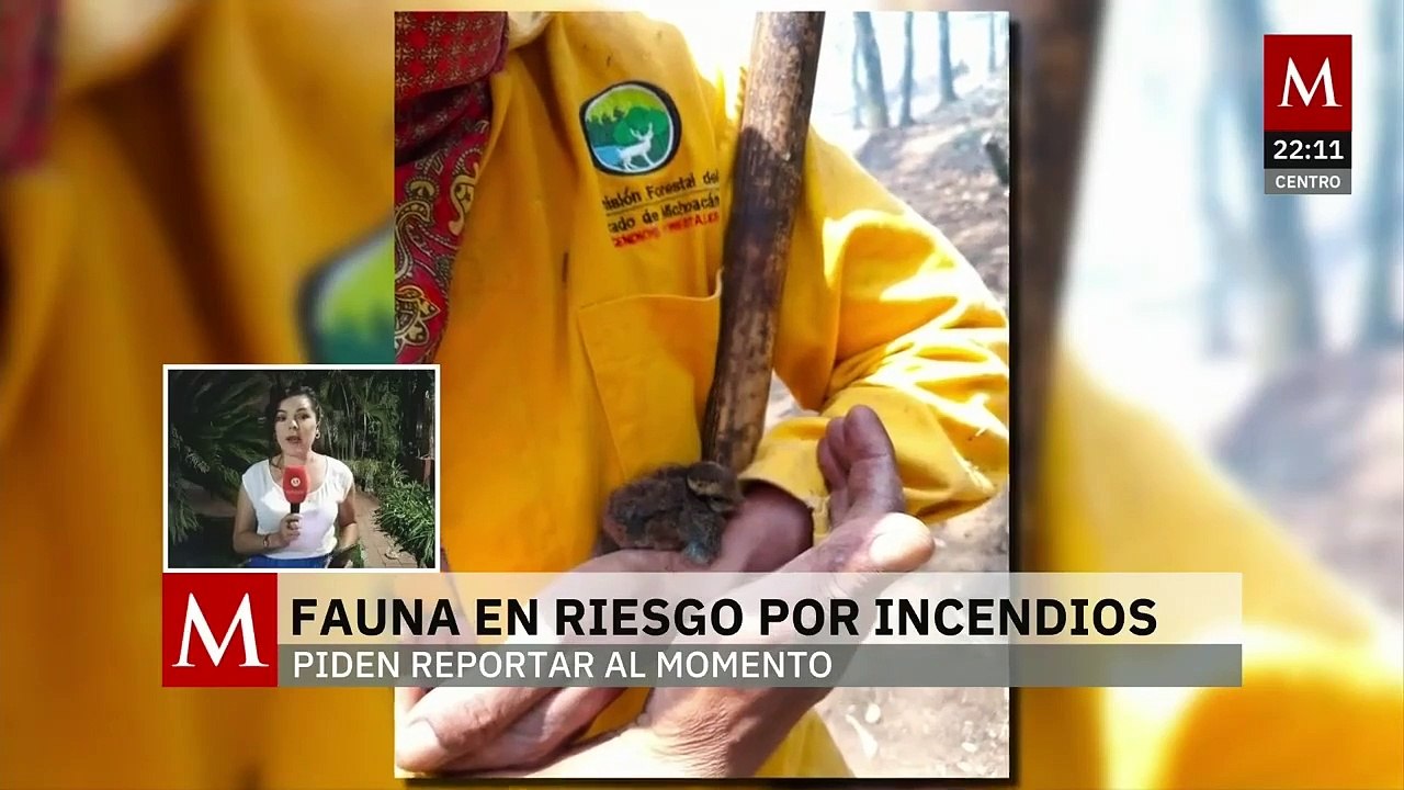 Fauna silvestre sufre graves daños por incendios forestales en Michoacán