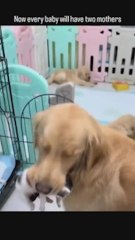 Una gata y una perra se convierten en madres adoptivas y alimentan a los cachorros del otro