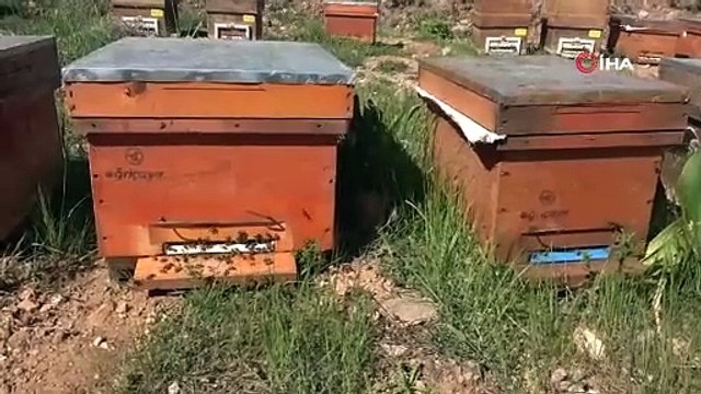 Türkiye'nin şifa deposunda zorlu hasat başladı: Kilosu 1.300 TL'den satılıyor!