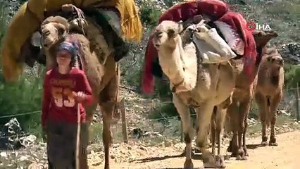 Toros Dağları'nda asırlık iz! Yüzyıllık göç yeniden başladı