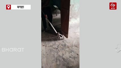 नीले ड्रम में फन उठाकर खड़ा था कोबरा, फुफकार सुनकर थरथर कांपने लगे लोग