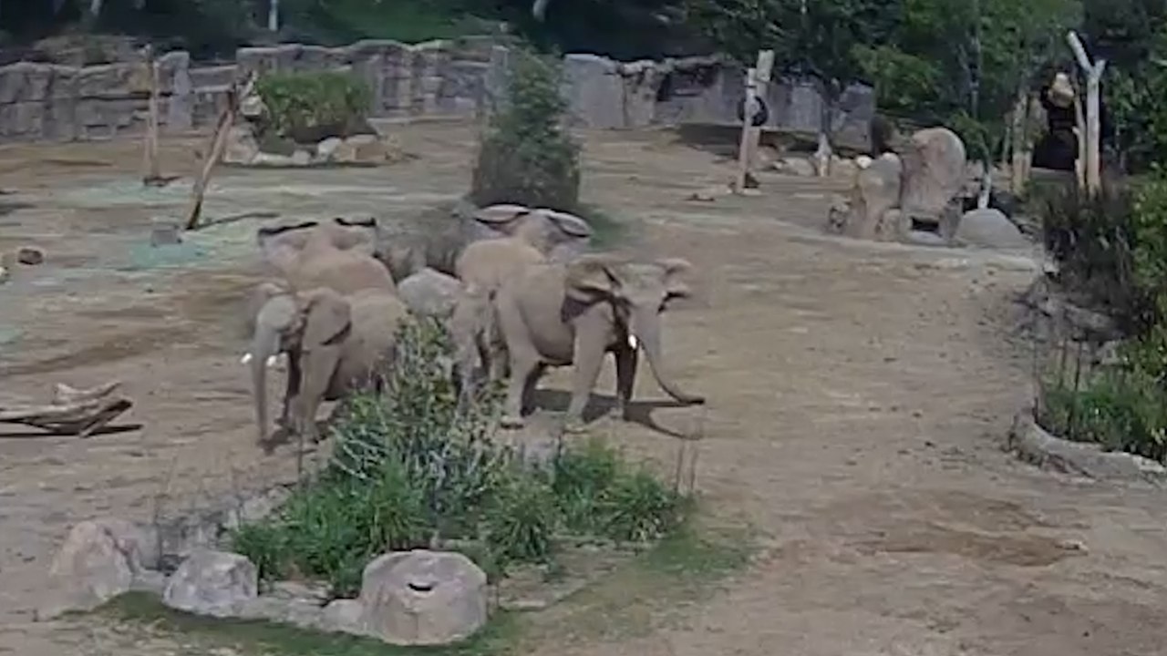 Elefanten bilden einen „Alarmkreis“ während eines Bebens der Stärke 5,2