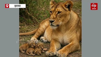 Video; इटावा लाइन सफारी में आयी फिर खुशखबरी, शेरनी रूपा ने 4 शावकों को दिया जन्म, ऐसे हो रही है देखभाल