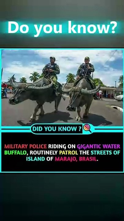 You Won’t Believe What They Ride Instead of Horses