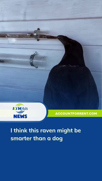 I think this raven might be smarter than a dog - KTM Ads Agency - accountforrent.com #ktmadsagency #facebook #meta #rentfacebookadsaccount 👉For more information: https://accountforrent.com/