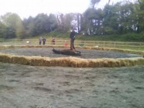 cheval couché piafer...
