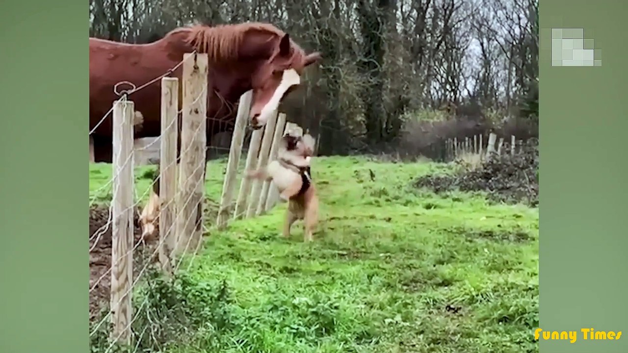 Funniest Pet Cilp_08