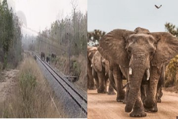 100 से अधिक  हाथियों का दल