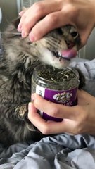 Cats Cats Cats! _ Fu