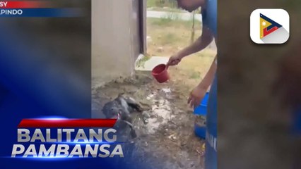 Mga alagang aso, apektado rin ng heat stroke