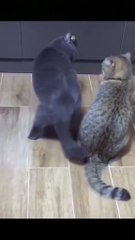 Les chats les plus idiots mais adorables