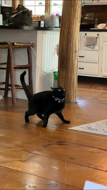 Tu ris, tu perds ! Version chats 😂🐱
