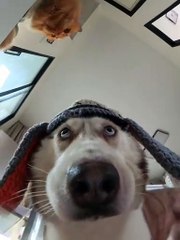 Tu ne vas pas croire ce que ce chien fait 😱🐶