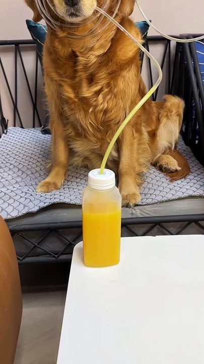 Tu ne vas pas croire ce que ce chien fait 😱🐶