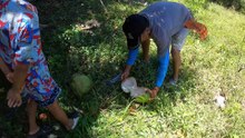 Picking Young Coconuts in the Philippines Village 🌴🥥