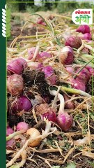 कांदा सहा-सात महिने टिकण्यासाठी योग्य वाण निवडा!-